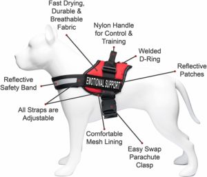 The 5 best harnesses for Jack Russell Terrier