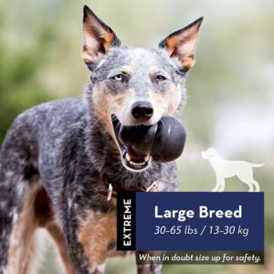 1 of the best DOG toys - The Kong large breed
