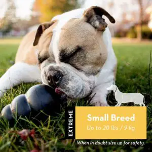 1 of the best DOG toys - The Kong small breed extreme