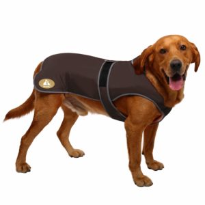 Our selection of the 2 best coats for dogs
