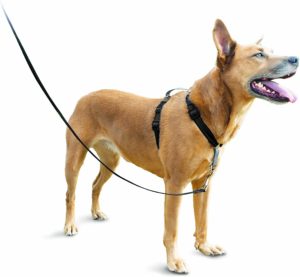 The 5 best harnesses for Rat Terrier