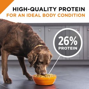 Best food for Sabueso Español Our selection of the best dry dog food for adults dogs PROPLAN with 26% protein
