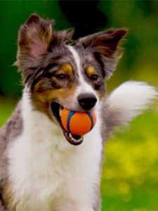 classic and sure value for dogs : the ball